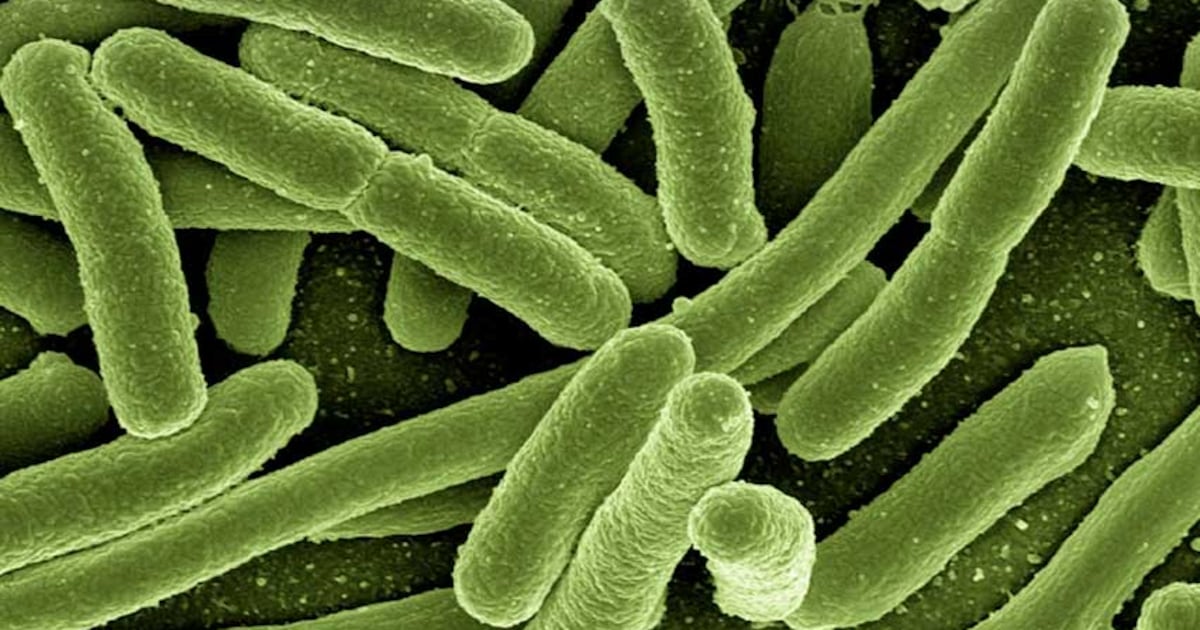 La resistencia antimicrobiana: un desafío sanitario global que requiere uso responsable de antibióticos