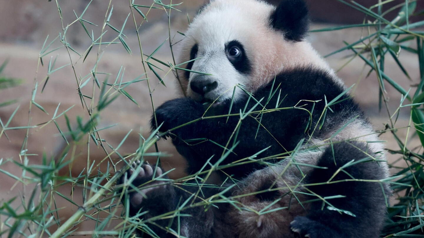 El primer panda gigante nacido en Indonesia debuta en un zoo de Java