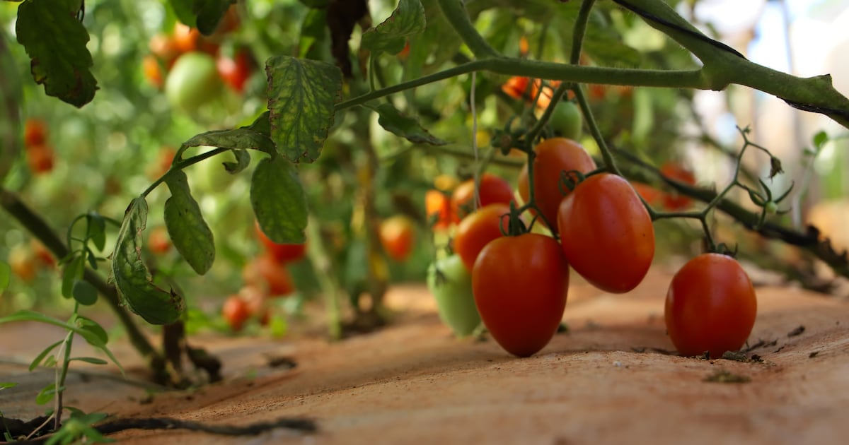 El fruto rojo que mueve G. 1.400 millones al día en la economía de Paraguay