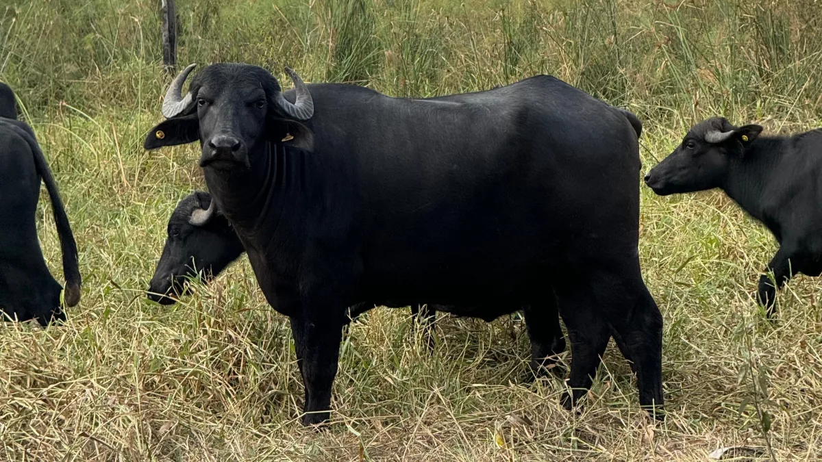 Búfalo se impone en el agro: mayor eficiencia, rusticidad y ventaja frente al bovino en escenarios climáticos extremos