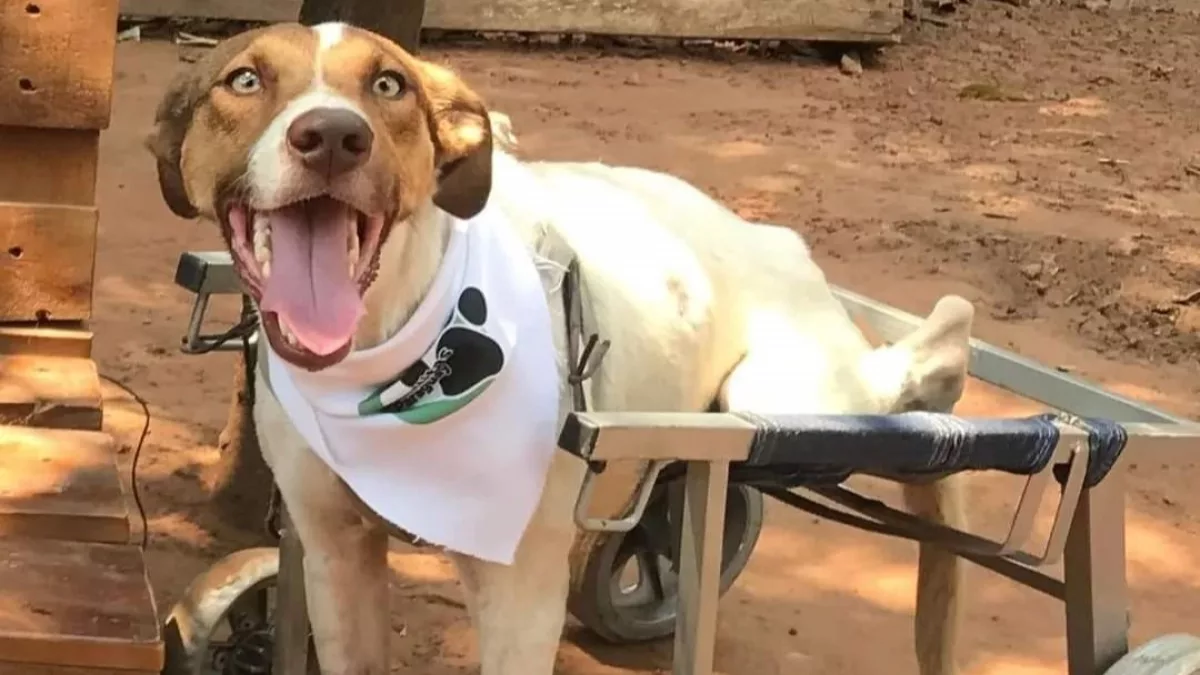Cartones que abrigan vidas: el pedido solidario para sostener el cuidado de 66 perros rescatados