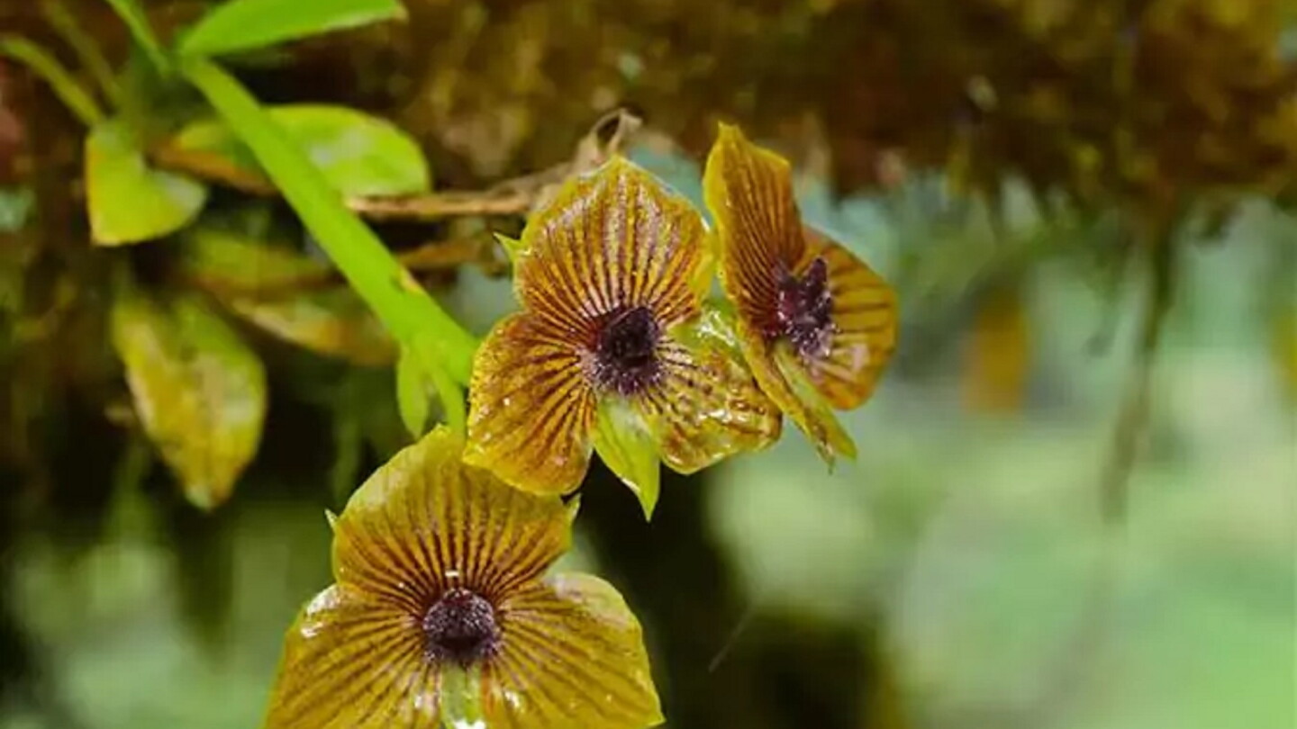 Descubren nueva especie de orquídea en bosques montanos de Ecuador