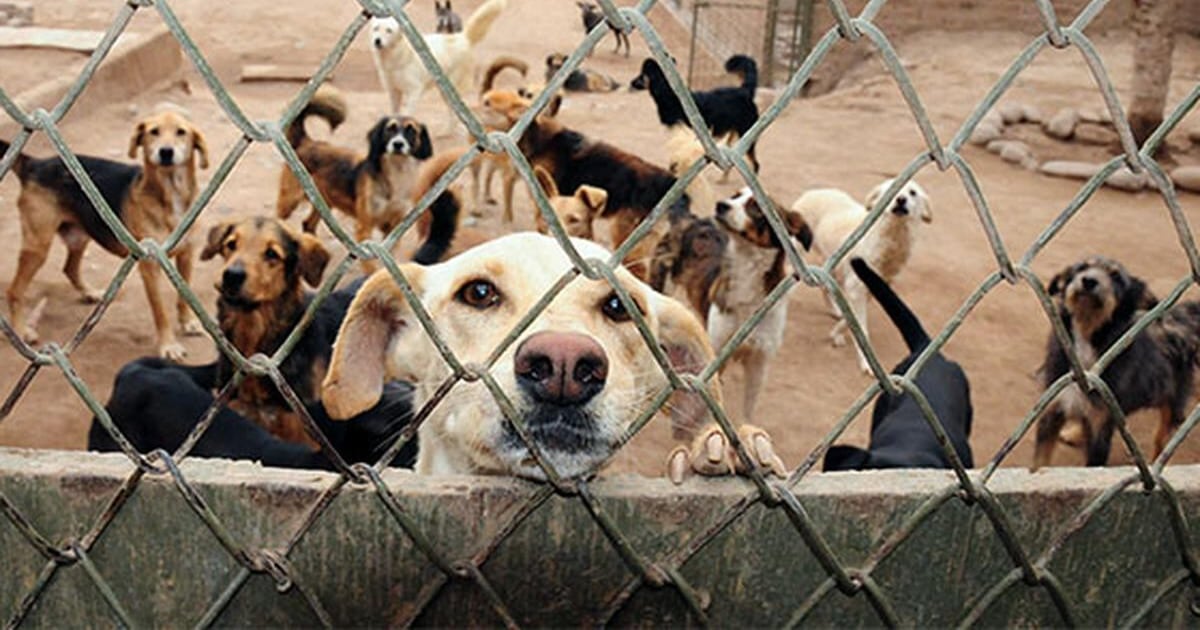 Ante el frío extremo, Salud insta a proteger a animales y alerta sobre riesgos para la salud pública