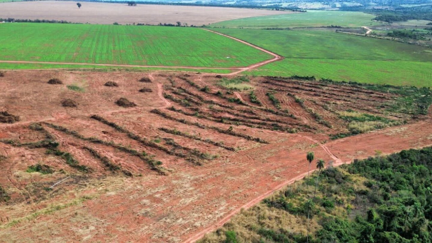 Investigan presunta tala ilegal de árboles nativos en unas 15 hectáreas de Yasy Kañy