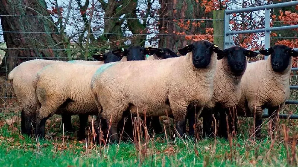 La oveja que genera interés: la inglesa Suffolk vuelve para impulsar el negocio de la carne ovina