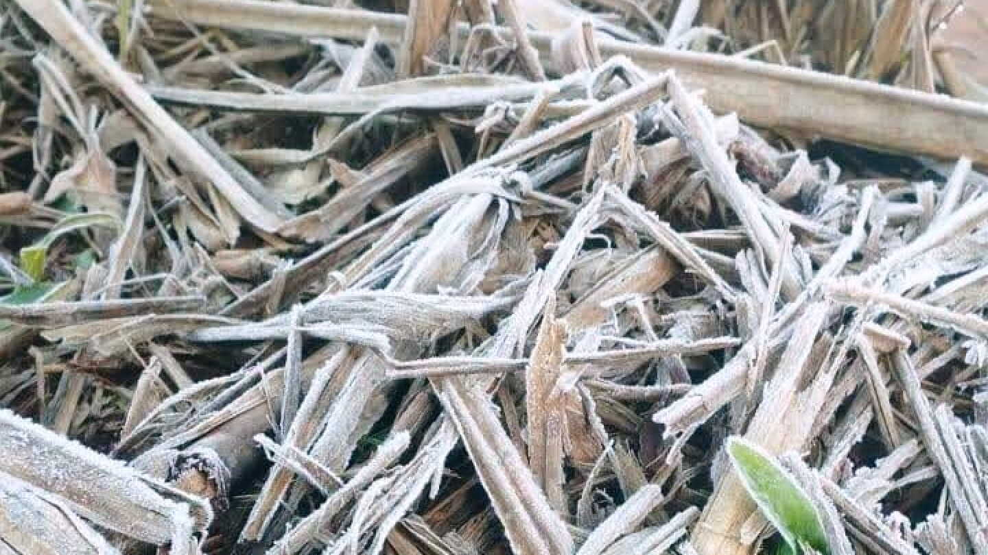 Zonas del sur del Paraguay amanecieron con heladas este martes