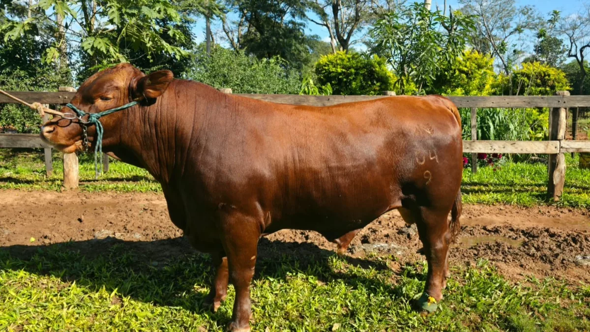 Senangus, la cruza entre Angus y Senepol que se adapta al calor y busca consolidarse entre productores