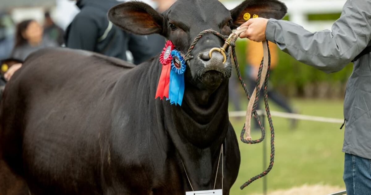 La raza brangus participará con la mayor oferta genética en la Expo Paraguay