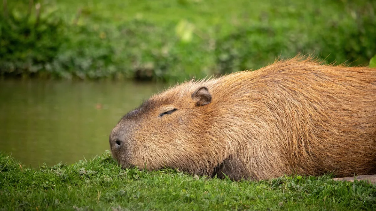 Más allá del meme: el carpincho es una especie fundamental para el funcionamiento de humedales