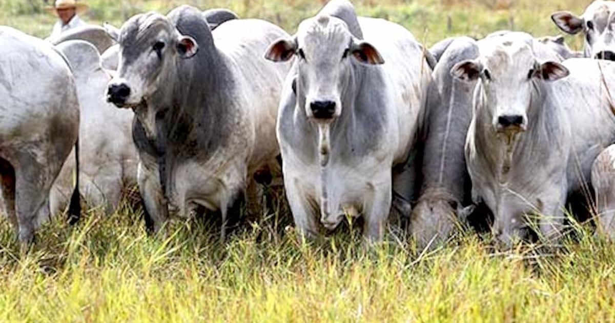 Estudio revela reducción en la población bovina durante los últimos años