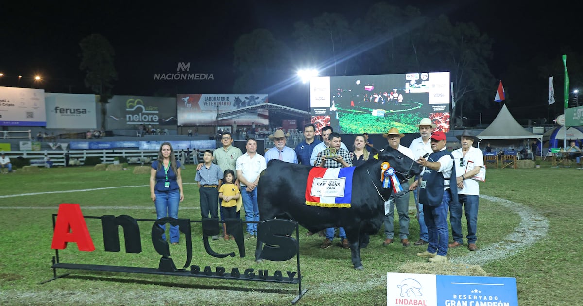Ganadera Sofía suma nuevo reconocimiento con la Reservada Gran Campeona Angus