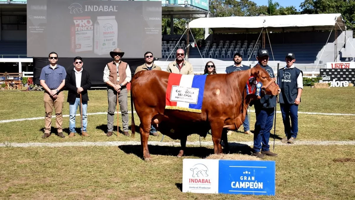 Genética de primer nivel: los grandes campeones que marcaron el arranque de la Expo Paraguay