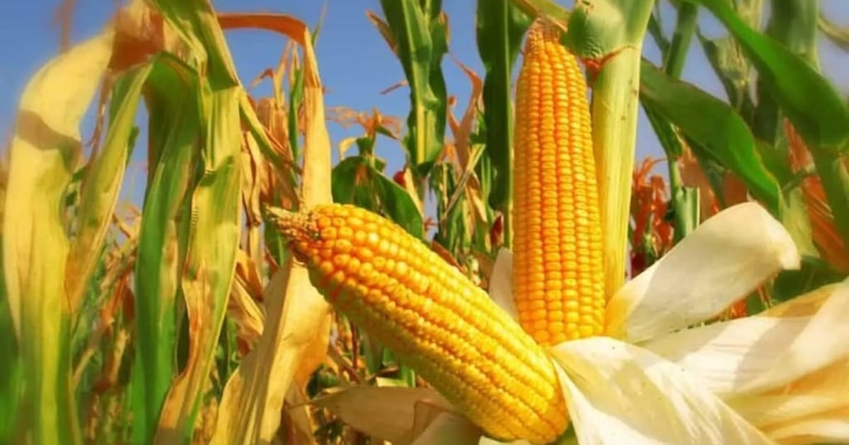 Cosecha de maíz avanza y producción podría llegar a 6 millones de toneladas, según Capeco
