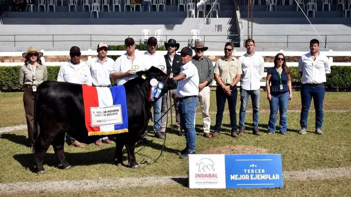 Genética de primer nivel (II): Nelore, Brangus y Brahman toman la posta en la Expo Paraguay