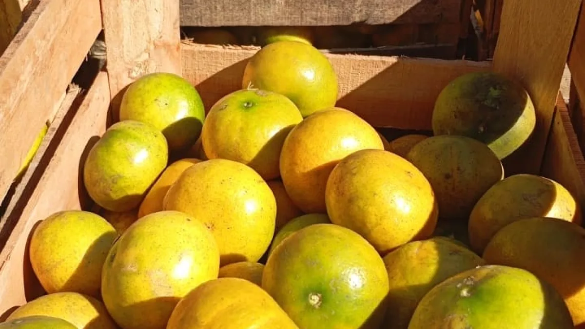 Herencia fructífera: productoras guaireñas comercializan hasta 100.000 mandarinas al mes y buscan seguir creciendo