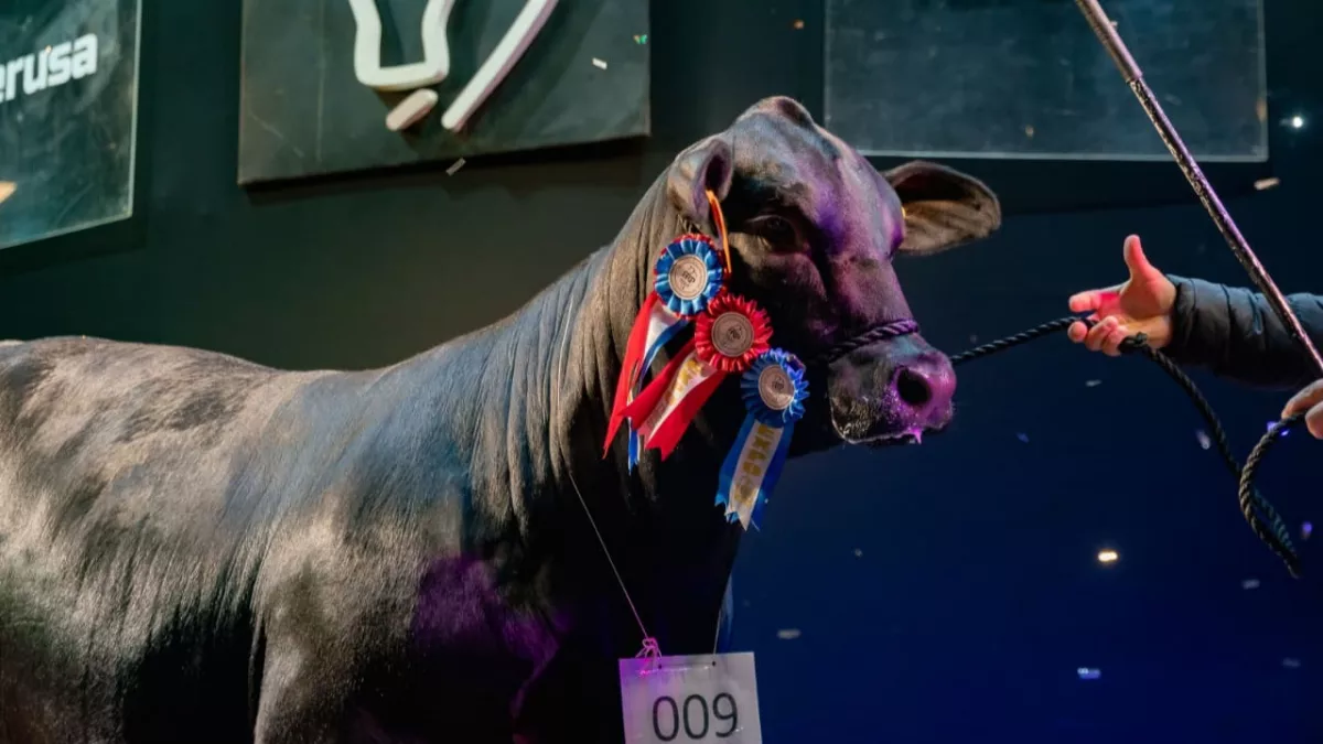 Hasta G. 403 millones por un ejemplar: Brangus movió G. 4.080 millones en remates y cerró la Expo con recaudación récord