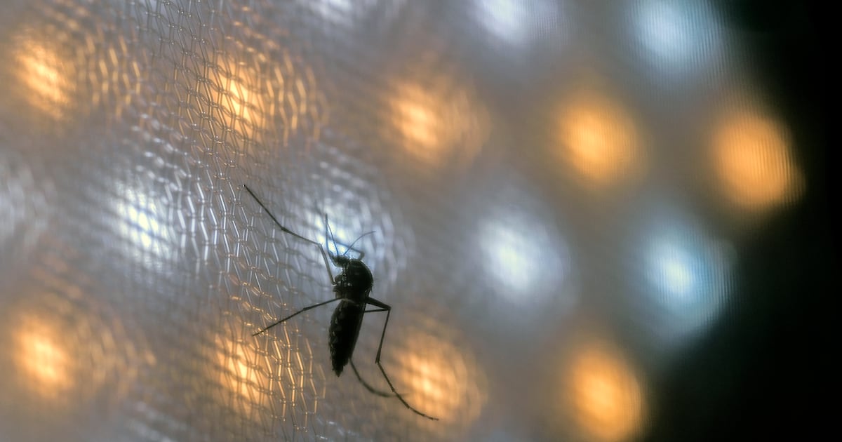 Paraguay impulsa innovador control biológico para combatir el dengue