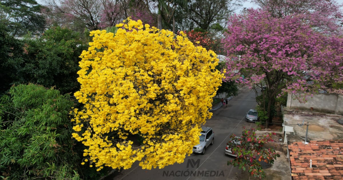 Los tajy en flor transforman el paisaje asunceno