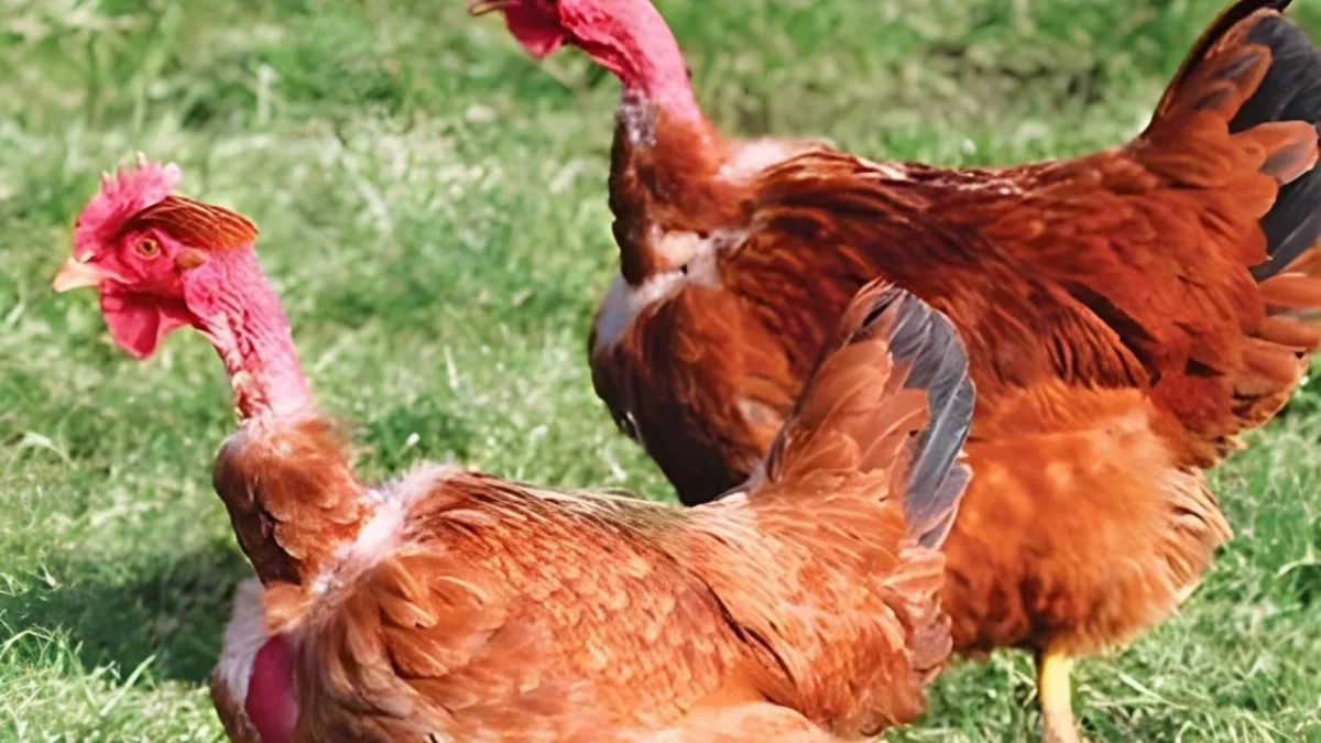 Aves caipiras: la genética que duplica la producción de huevos y abre dos negocios en la finca