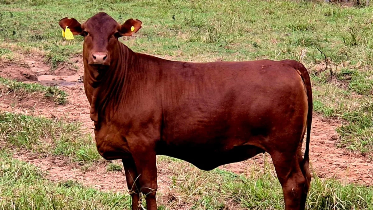 Genética 4x4 suma 25.000 cabezas, combina rusticidad y carne premium, (busca convertirse en la segunda raza bovina del Paraguay)