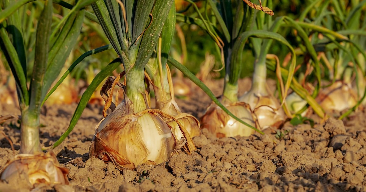 Plan de Cebolla avanza con perspectivas favorables para una zafra de alta calidad