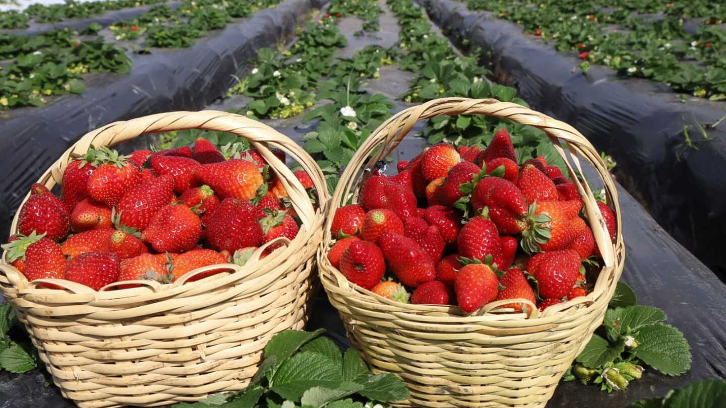 Ferias de frutilla acercan productos de la agricultura familiar a Asunción