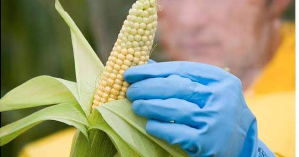 Paraguay busca fortalecer la regulación de bioinsumos agrícolas con cooperación de Chile