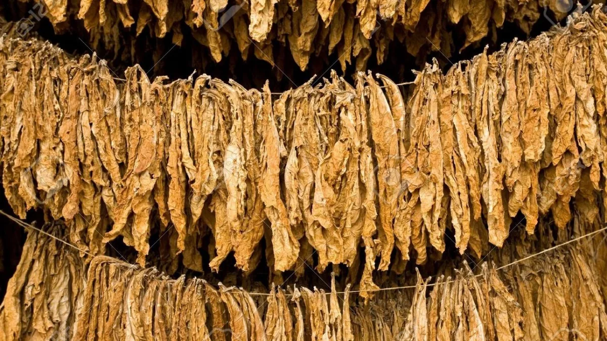 Canindeyú diversifica su producción agrícola con cultivo experimental de tabaco Burley