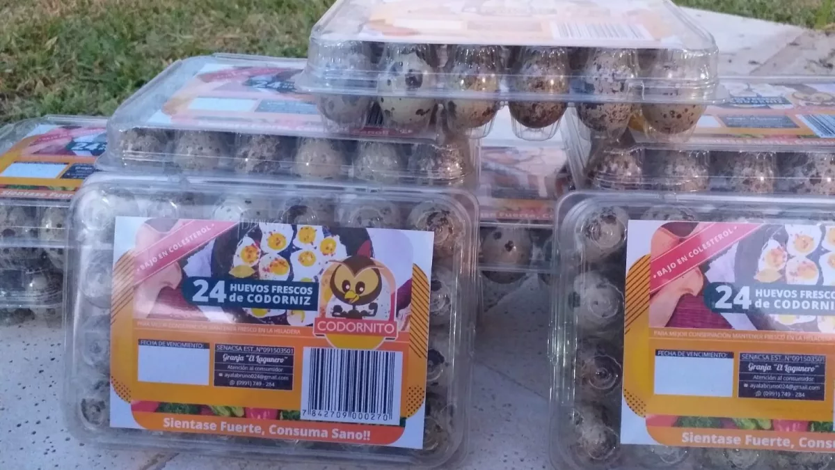 ¡Miren el tamaño de esos huevos! Productores de codorniz quieren multiplicar sus ventas con más aves e innovación