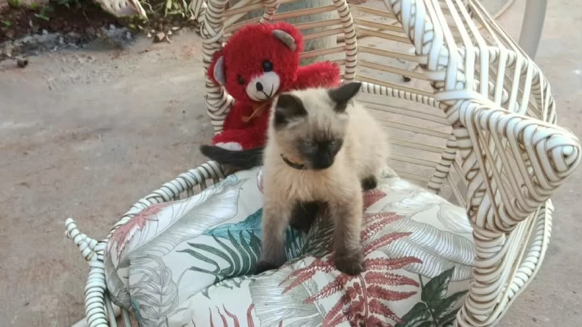Desde Presidente Franco, Metalúrgica Creativa desarrolla mecedoras para gatos y productos personalizados
