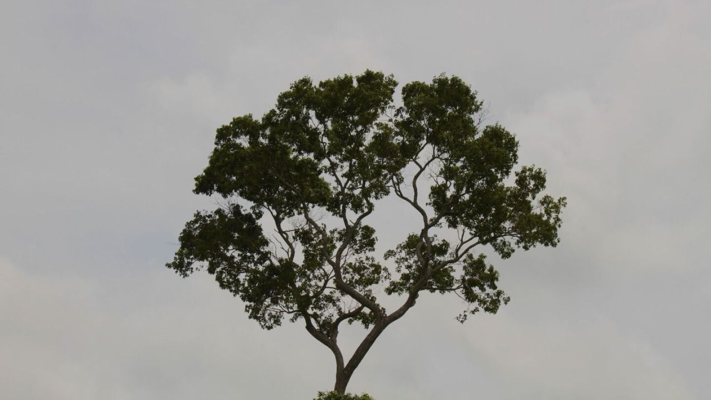 Meteorología pronostica un lunes fresco a cálido y lluvias dispersas en varias zonas