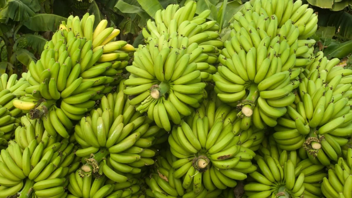 La banana sobra, pero faltan compradores: productores venden desde G. 15.000 la caja