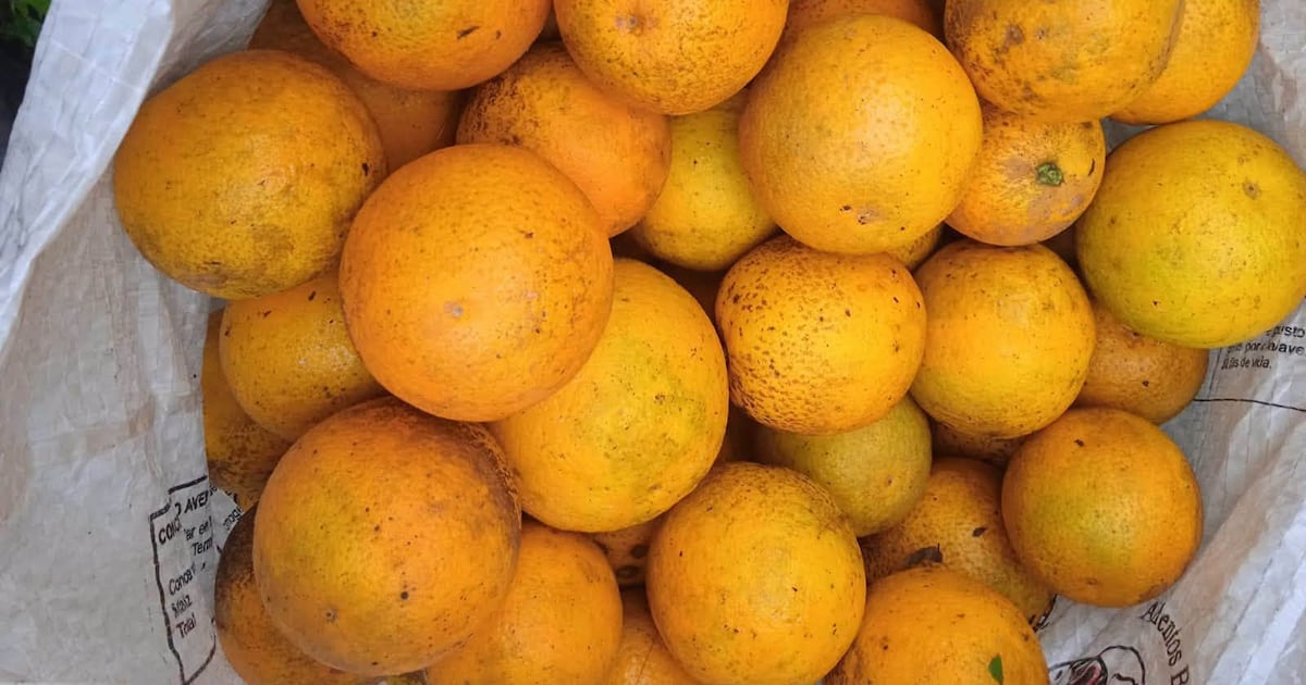 Productores colocan 5.000 kilos de naranja al programa Hambre Cero