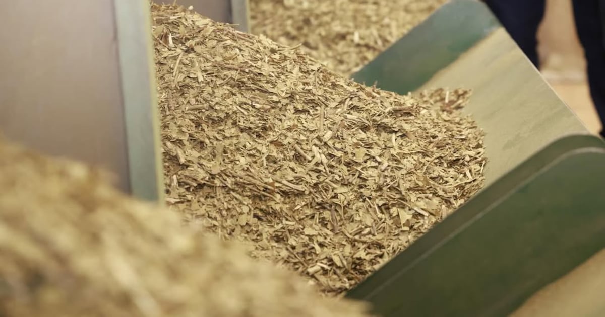 Paraguay promocionará yerba mate