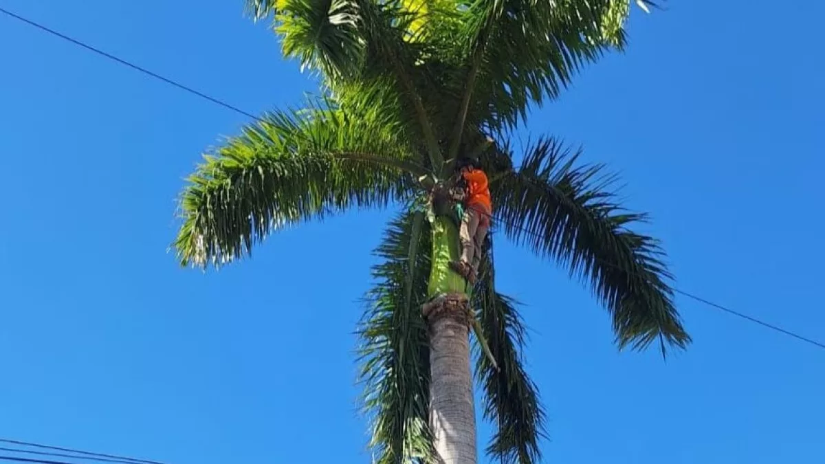 ¿Cuánto cuesta podar un árbol? El servicio arranca en G. 800.000 y puede llegar hasta G. 20 millones