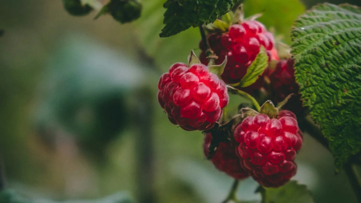 Frutos rojos nacionales: un mercado chico que empieza a mover negocios en Misiones, Guairá y San Pedro