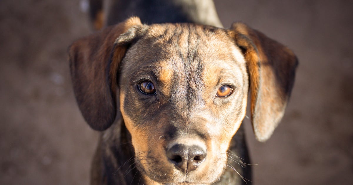 Ciencia: el secreto que esconden los perros cuando miran a sus dueños