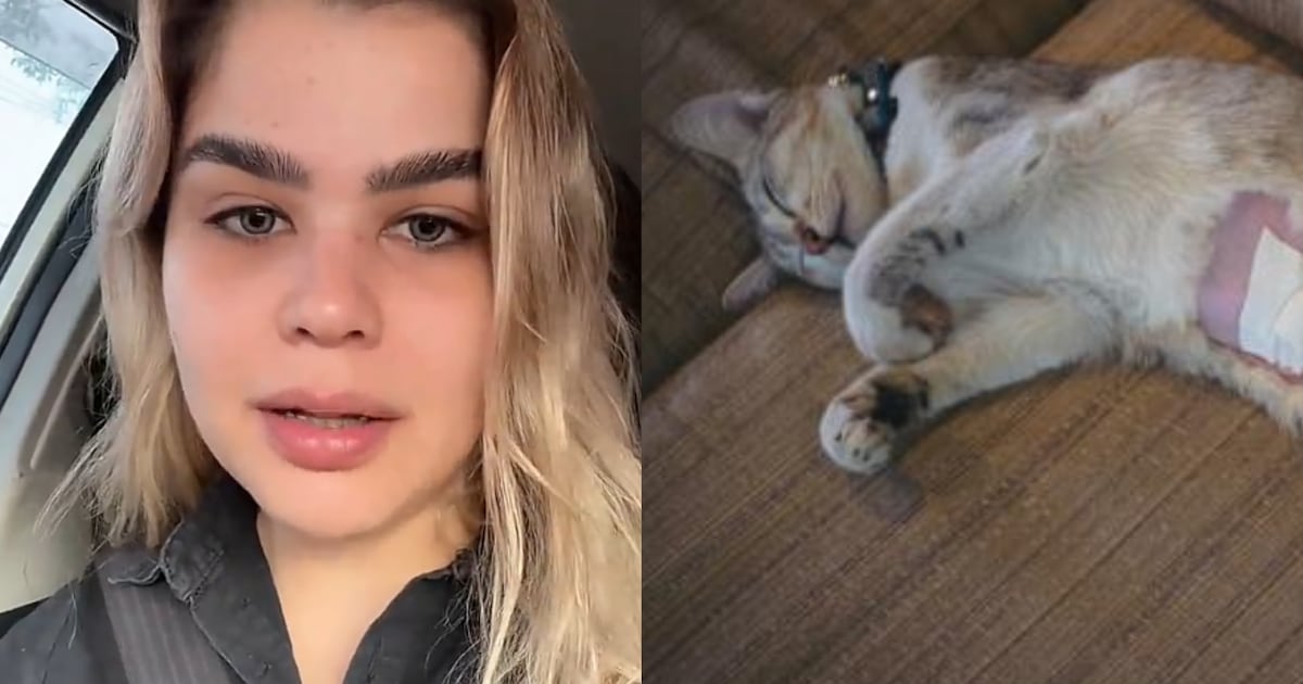 Viral: llevó a castrar a la gata de su vecina sin permiso y ahora la critican