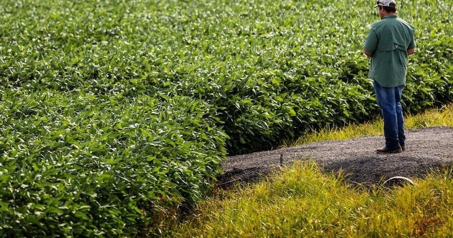 Soja, la semilla con la que Paraguay construyó la base de su economía