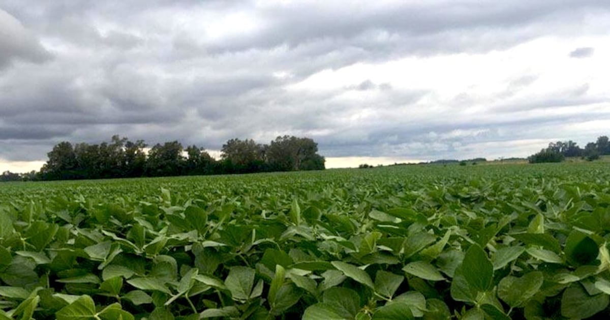 Productores se preparan para contener la embestida de El Niño