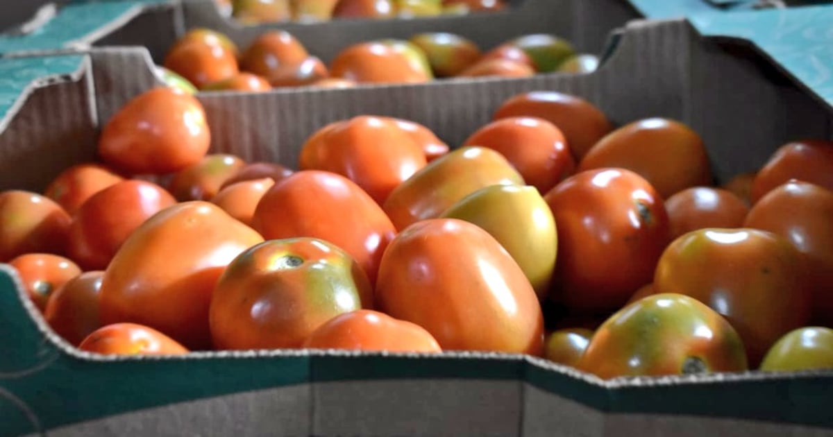 Senave reafirma requisitos de envases para frutas y hortalizas comercializadas en Paraguay