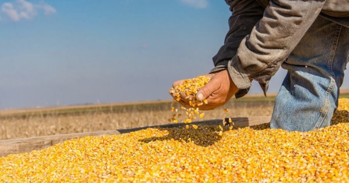 El 65 % de la cosecha de maíz ya fue comercializada, pero persiste impase en el mercado