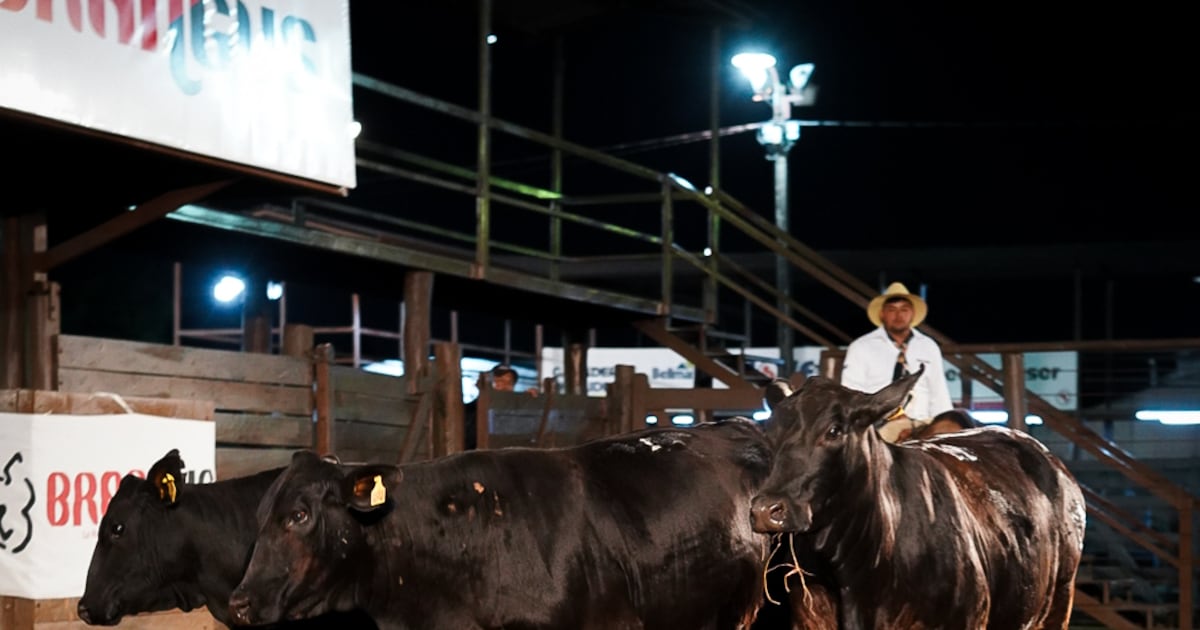Feria de vientres brangus alcanzó más de G. 6.800 millones en negocios