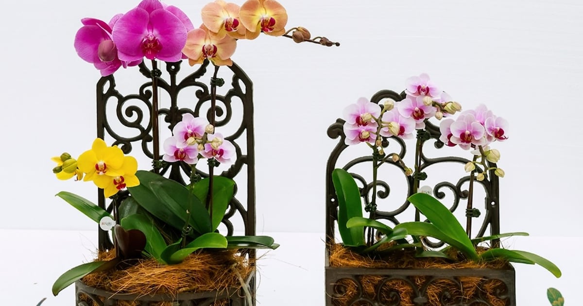 Keiki recibe la primavera con la elegancia de las orquídeas