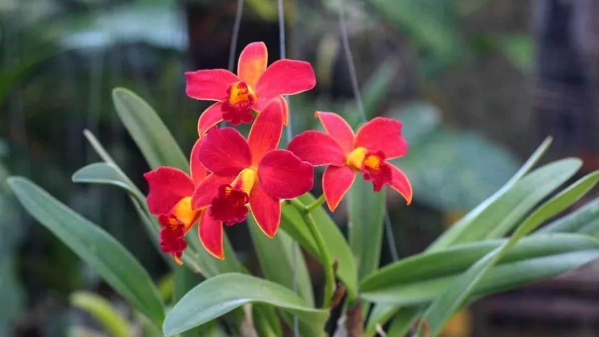 Orquídeas exóticas y flores amarillas marcan la temporada: estas son las cinco orquídeas más buscadas esta primavera