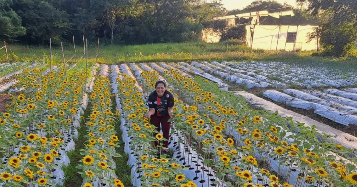 Girasoles para cosechar: la particular propuesta que conquista Areguá