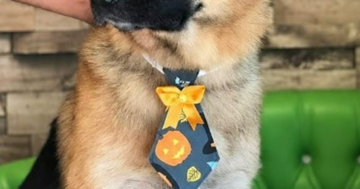 Buscan a Gordon, perro de 10 años que fue llevado de su casa mientras esperaba a sus dueños