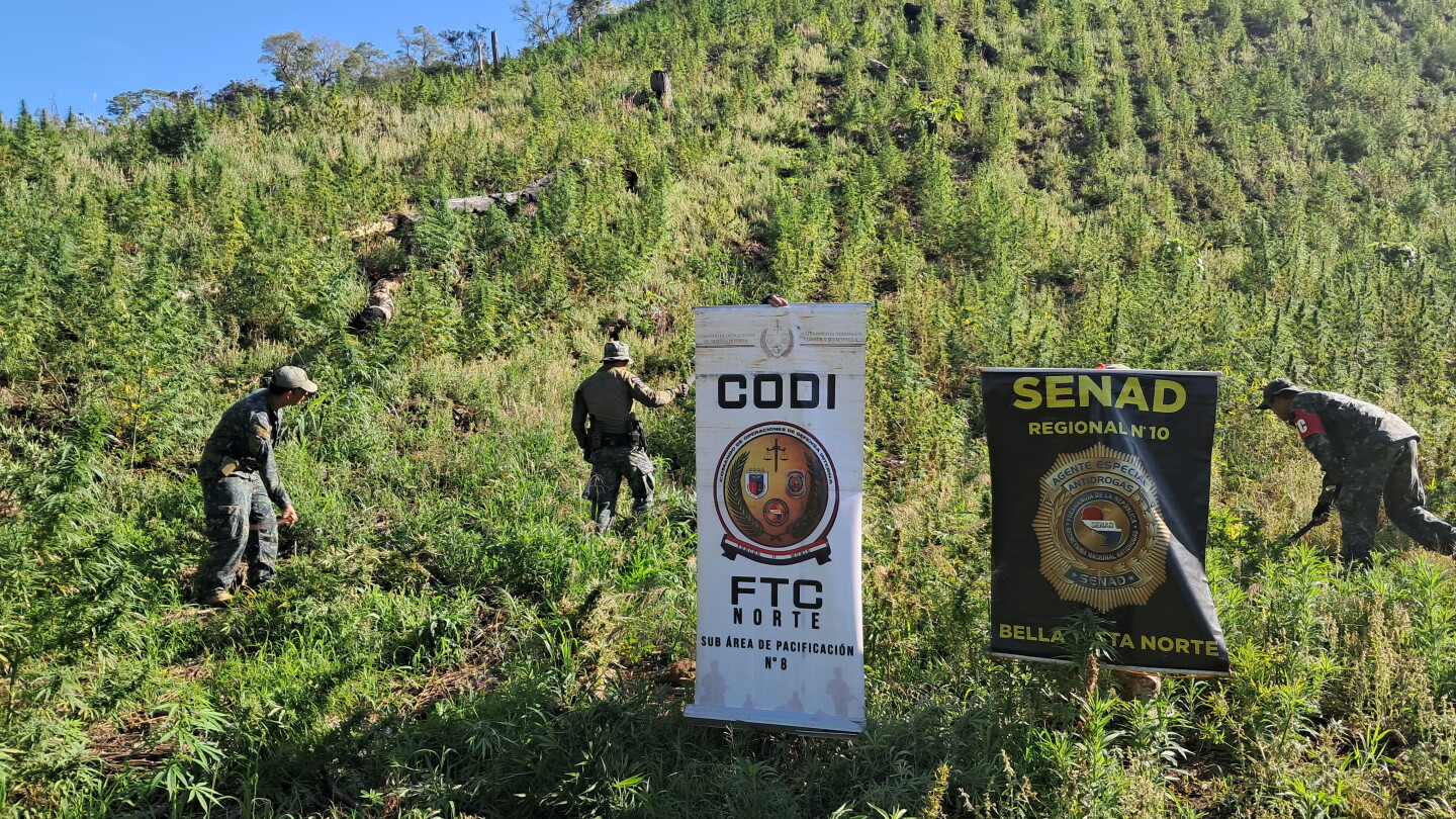 Senad saca de circulación 49 toneladas de marihuana en Bella Vista Norte