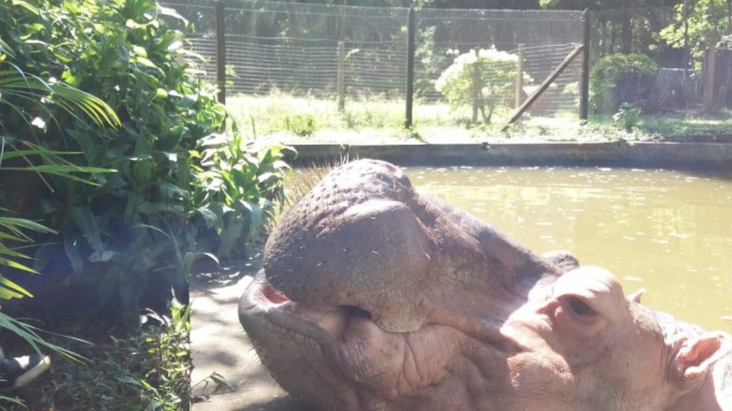 Yuyito, el manso hipopótamo del Botánico, celebrará sus 40 años