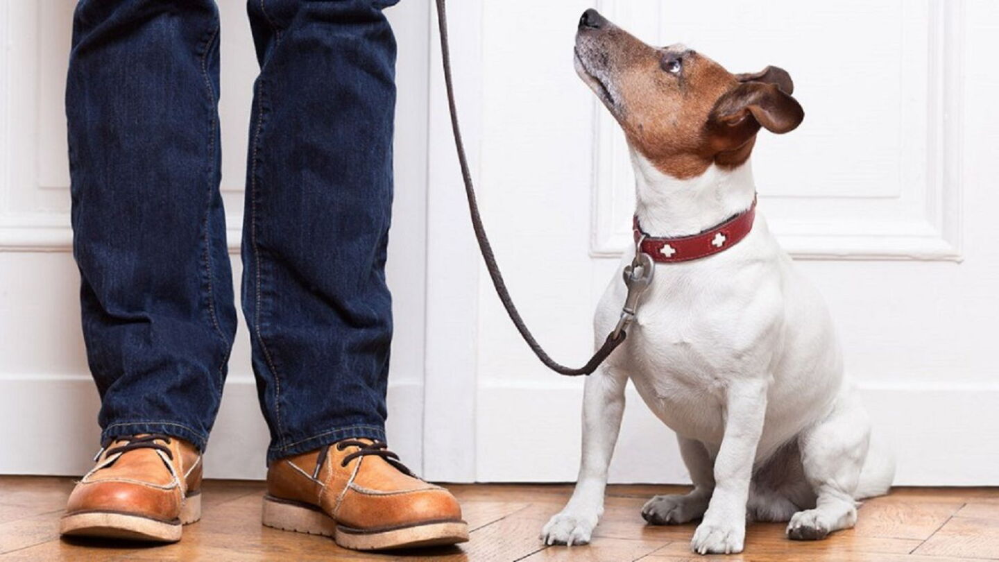 Los perros, como los humanos, tienen preferencia por las consonantes